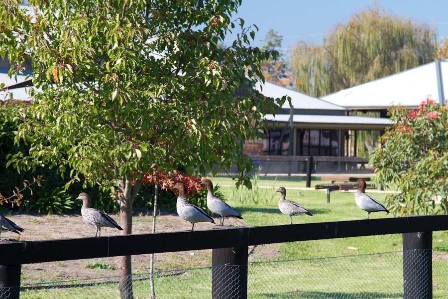Potters Apartments Cessnock Exterior photo